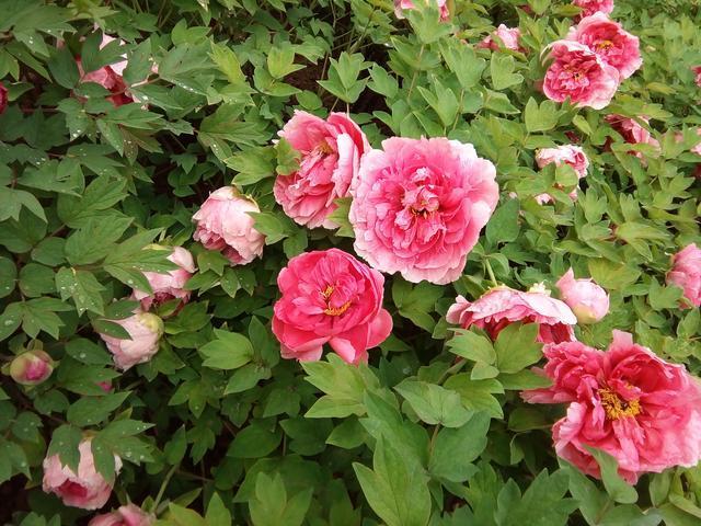 看牡丹到底是去洛阳，还是去菏泽？