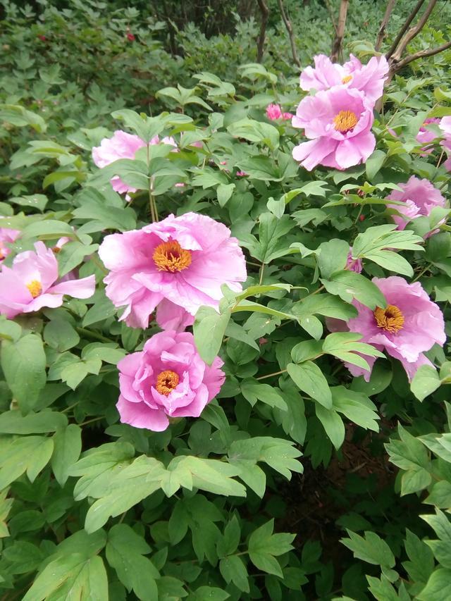 看牡丹到底是去洛阳，还是去菏泽？