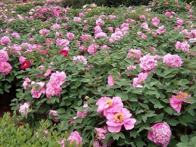 看牡丹到底是去洛阳，还是去菏泽？