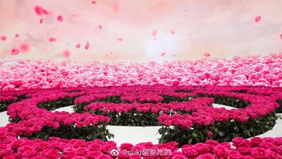 ​一片又一片的花海