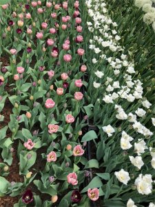 ​郁金香的花期多长