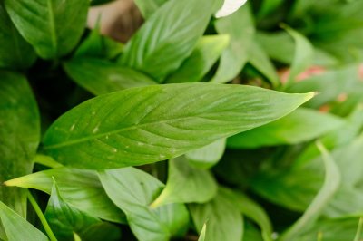 ​白掌变绿掌的原因