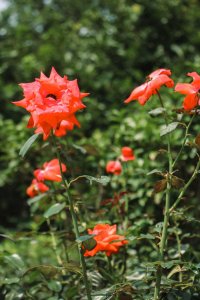 ​冬天月季花的养殖方法