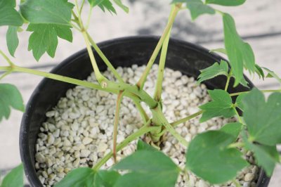 ​牡丹花春天怎么浇水