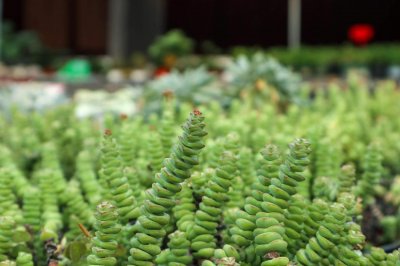 ​钱串砍头教程