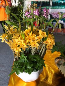 ​石斛兰花后怎么处理