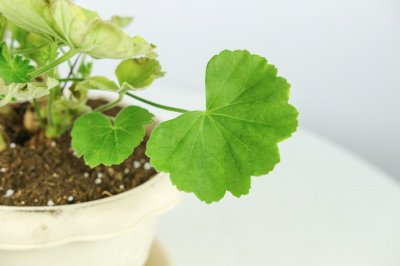 ​天竺葵的养殖方法