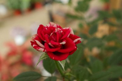 ​小盆栽月季花怎么养殖