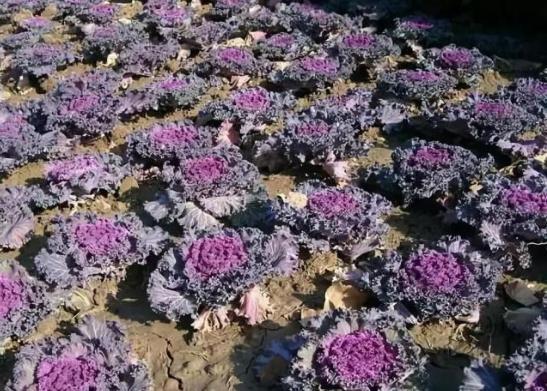 叶子就是果实，凉拌爆炒都很美味，却很多人抵制不敢吃