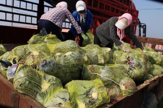 叶子就是果实，凉拌爆炒都很美味，却很多人抵制不敢吃