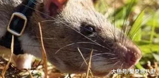 英国现15米巨型杀人蟹，潜伏岸边袭击幼儿， 令人不寒而栗