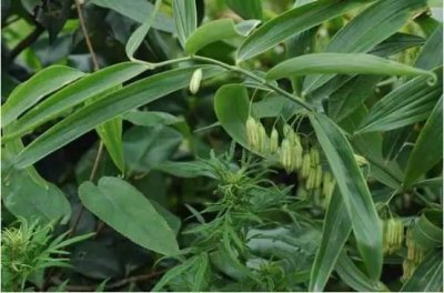 ​黄精的性状鉴定及真伪辨别