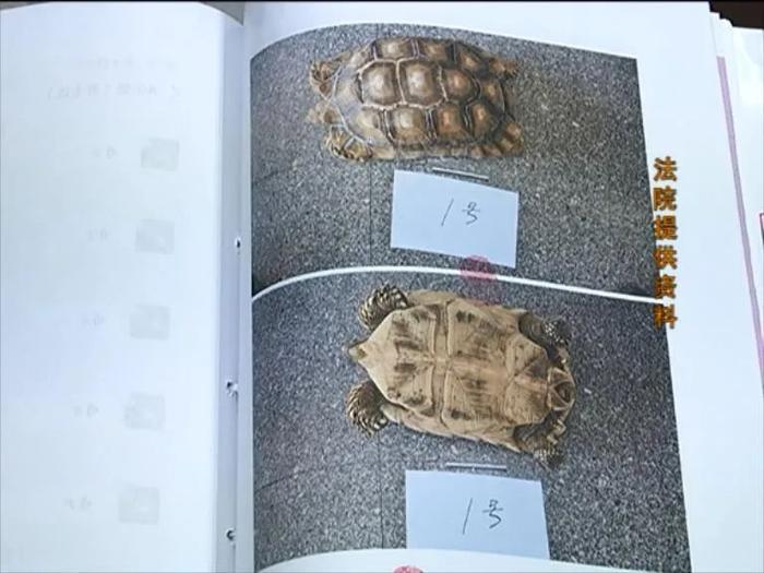 中山一男子养龟当宠物被判刑!