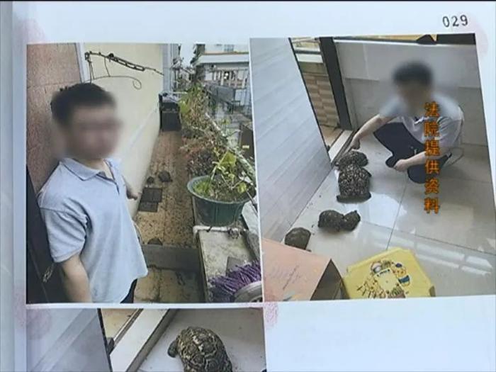 中山一男子养龟当宠物被判刑!