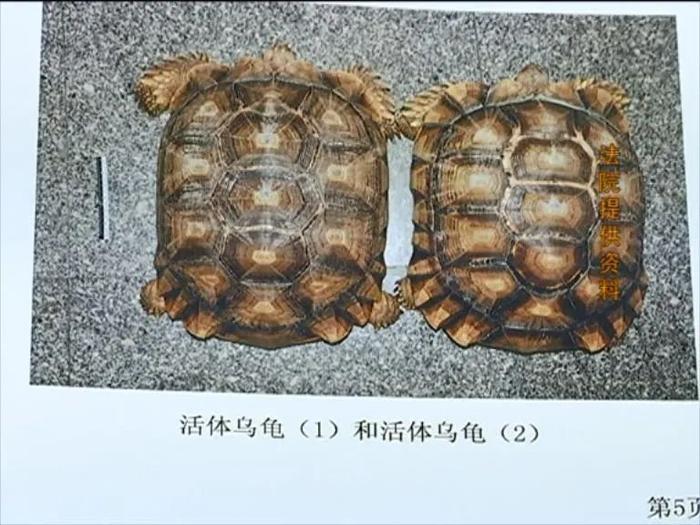 中山一男子养龟当宠物被判刑!