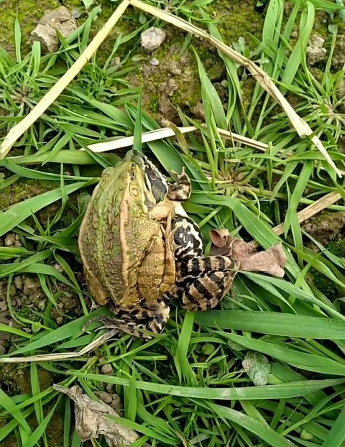 你可知道我说的此石蚌非彼石蚌？