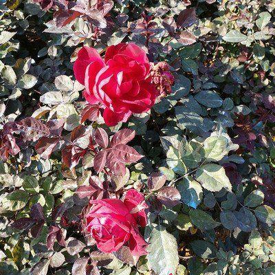 天生命硬的6个农历出生日，就会赚钱飞快，车房不缺，生活富足