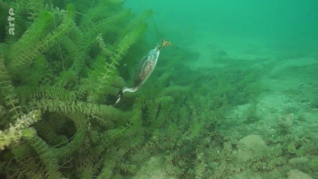 会潜水的鸟儿:凤头(feng tou)䴙䴘 凤头䴙䴘又称冠䴙䴘……