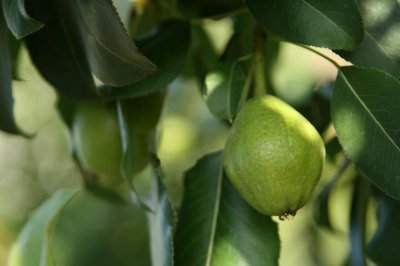 ​梨树什么时候开花