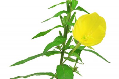 ​月见草的花语