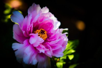 ​牡丹怎么繁殖