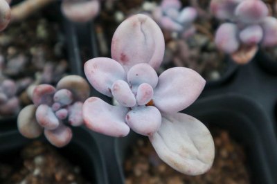 ​桃蛋的养殖方法