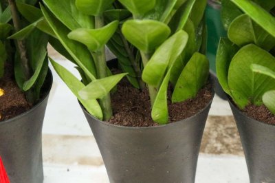 ​金钱树用什么土栽培