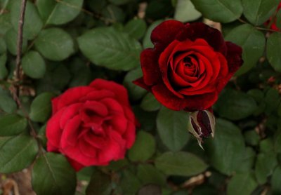 ​月季怎么换盆