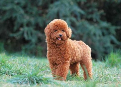 ​最受欢迎的十大狗品种 比熊犬上榜 泰迪暂列第一