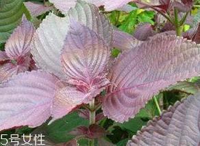 紫苏叶能治感冒吗?紫苏叶能治感冒 紫苏叶能治感冒吗?紫苏叶能治感冒