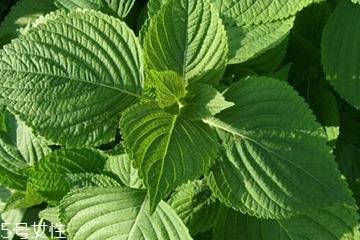 紫苏叶能治感冒吗?紫苏叶能治感冒 紫苏叶能治感冒吗?紫苏叶能治感冒