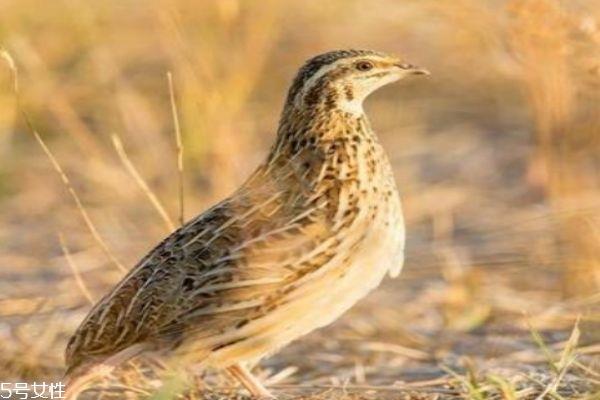 鹌鹑有什么营养价值呢 吃鹌鹑有什么好处呢 鹌鹑有什么营养价值呢 吃鹌鹑有什么好处呢