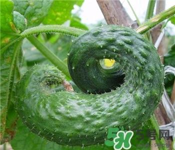 黄瓜弯的好还是直的好?黄瓜弯曲是什么问题? 黄瓜弯的好还是直的好?黄瓜弯曲是什么问题?