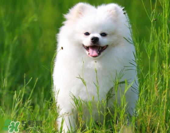 萨摩耶贪吃吗?萨摩耶为什么贪吃? 萨摩耶贪吃吗?萨摩耶为什么贪吃?