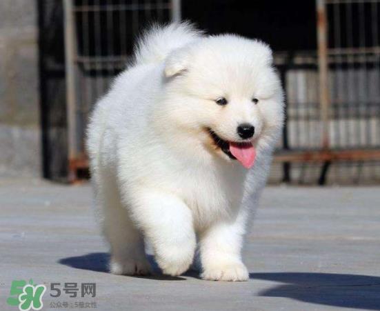 萨摩耶贪吃吗?萨摩耶为什么贪吃? 萨摩耶贪吃吗?萨摩耶为什么贪吃?