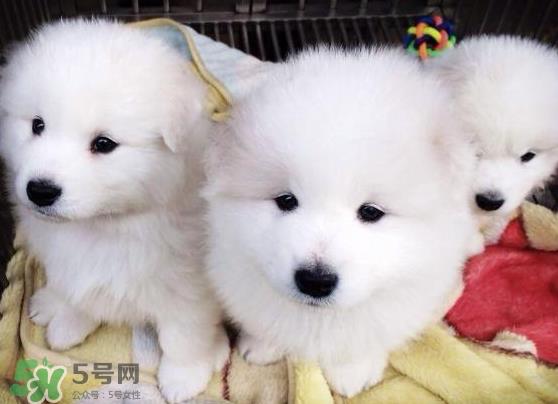 萨摩耶贪吃吗?萨摩耶为什么贪吃? 萨摩耶贪吃吗?萨摩耶为什么贪吃?