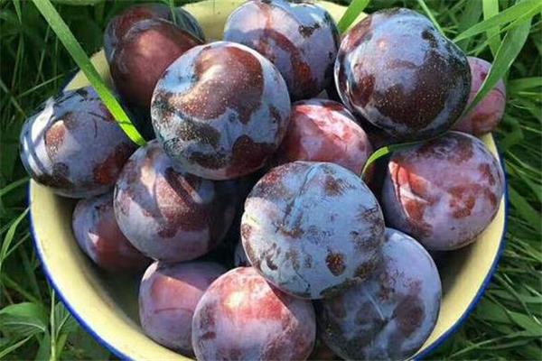 黑布林和什么榨汁好喝 黑布林怎么榨汁好喝