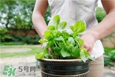 罗勒是什么?罗勒怎么吃?