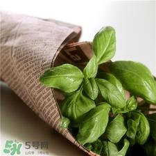 罗勒是什么?罗勒怎么吃?