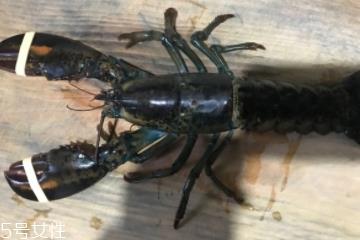 波士顿龙虾是淡水的吗?波士顿龙虾是海里的吗? 波士顿龙虾是淡水的吗?波士顿龙虾是海里的吗?