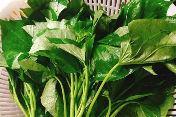 红薯叶怎么摘才嫩 红薯叶子摘了还会长吗 红薯叶怎么摘才嫩 红薯叶子摘了还会长吗