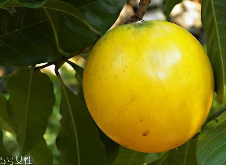 黄晶果怎么吃 黄晶果怎么保存 黄晶果怎么吃 黄晶果怎么保存