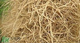 鱼腥草根怎么吃？鱼腥草根怎么做好吃