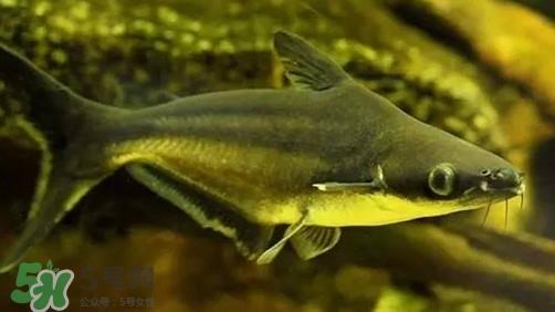 巴沙鱼为什么不能吃?巴沙鱼多少钱一斤 巴沙鱼为什么不能吃?巴沙鱼多少钱一斤