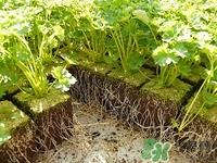 孕妇可以吃香菜吗?孕妇吃香菜对胎儿有影响吗 孕妇可以吃香菜吗?孕妇吃香菜对胎儿有影响吗