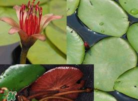 莼菜是什么菜？莼菜是荷叶吗？