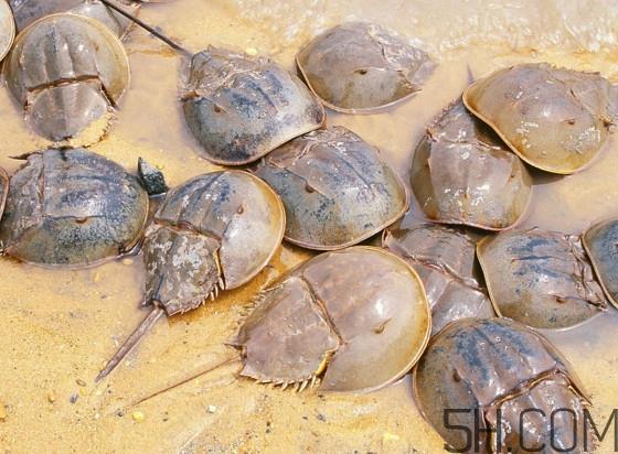 马蹄蟹好吃吗？马蹄蟹怎么吃