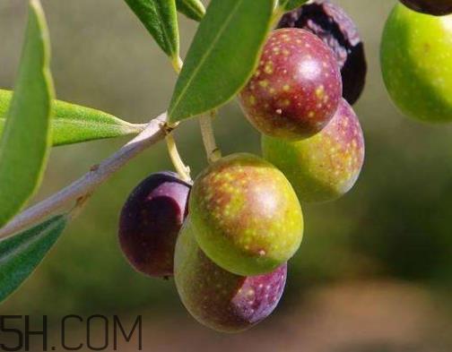 橄榄是热性还是凉性 橄榄是酸性还是碱性