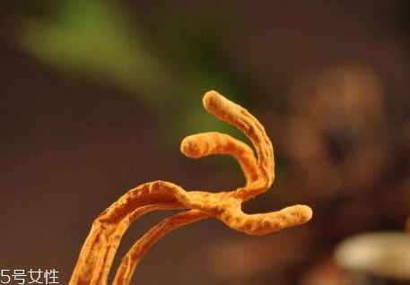 虫草花什么颜色最好 虫草花是黄的好还是淡的好