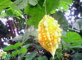 癞葡萄和苦瓜有什么区别？赖葡萄是苦瓜吗？